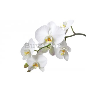 Foto tapeta: Bijela Orhideja - 184x254 cm