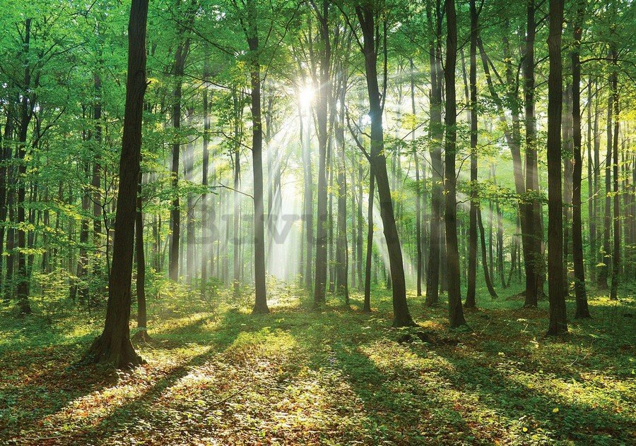 Foto tapeta Vlies: Sunce u šumi (3) - 254x368 cm