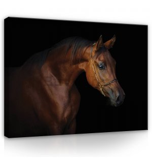 Slika na platnu: Konj (4) - 80x60 cm