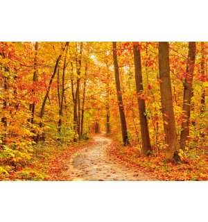Poster: Boje jeseni (šuma)