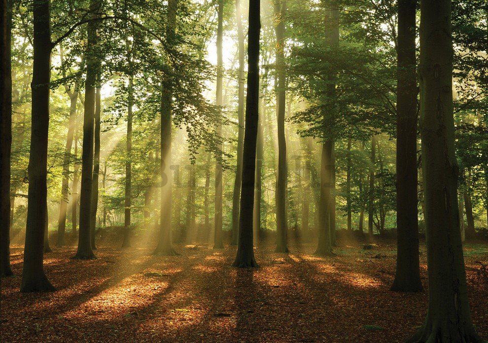Foto tapeta: Sunce u šumi (4) - 184x254 cm