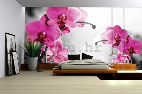 Foto tapeta: Orhideja na sivoj pozadini - 184x254 cm