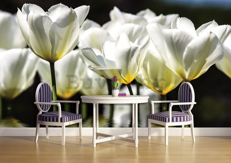 Foto tapeta: Bijeli tulipani (2) - 254x368 cm