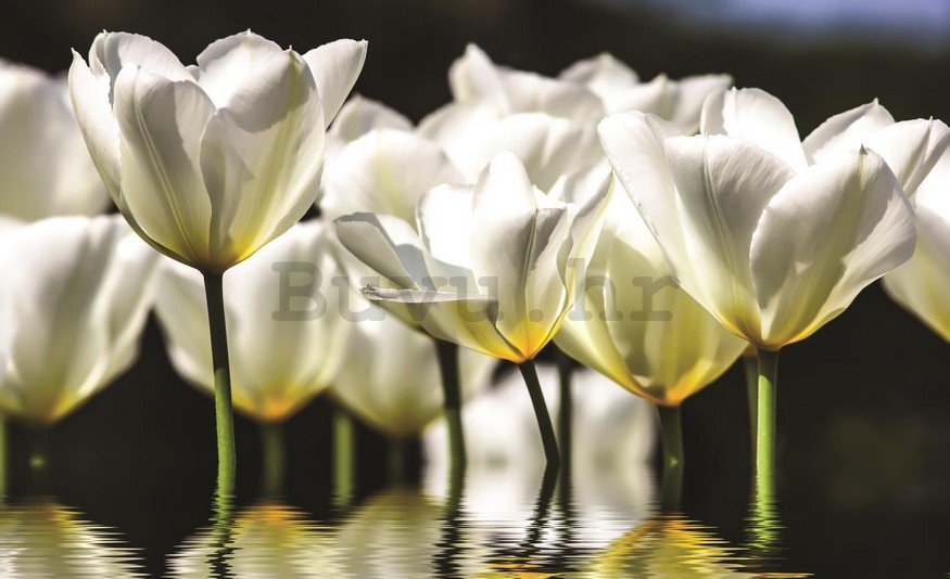 Foto tapeta: Bijeli tulipani (2) - 254x368 cm