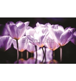 Foto tapeta: Ljubičasti tulipani (2) - 184x254 cm
