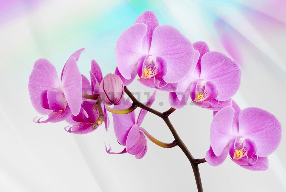 Foto tapeta: Ljubičasta Orhideja - 184x254 cm