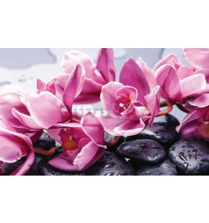 Foto tapeta: Spa kamenje i ružičaste orhideje - 184x254 cm