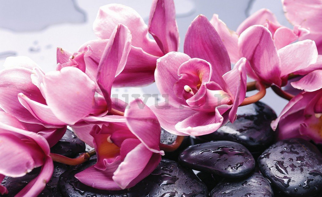 Foto tapeta: Spa kamenje i ružičaste orhideje - 254x368 cm