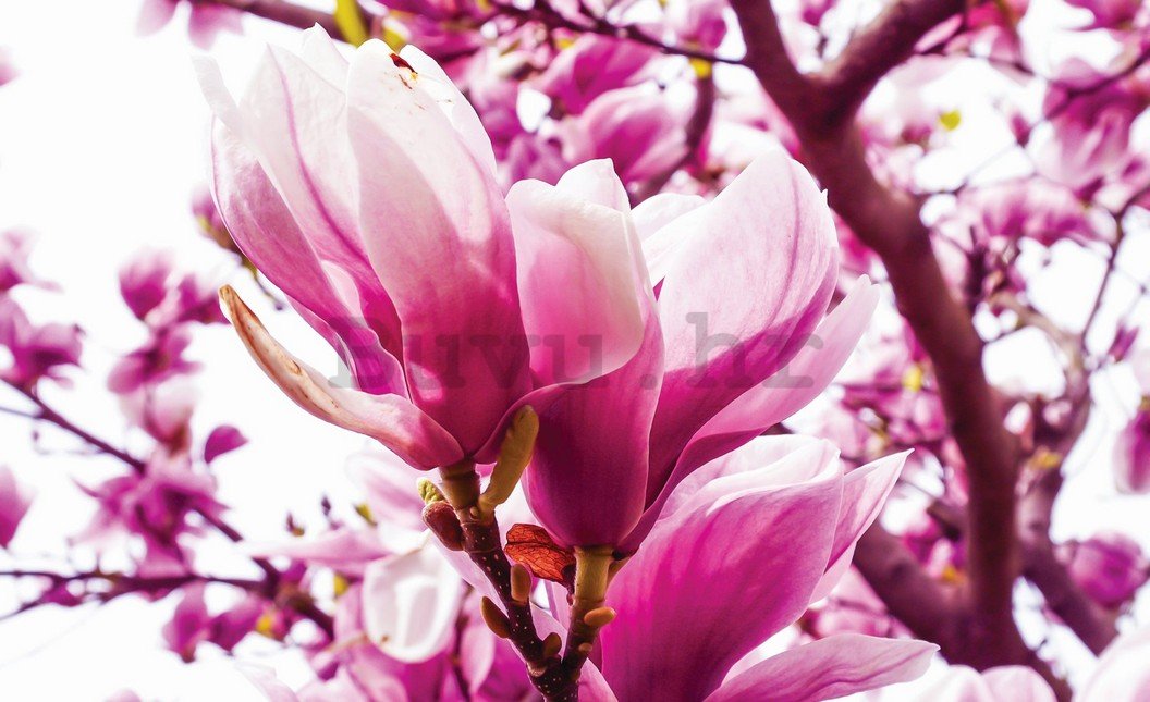 Foto tapeta: Ružičasta magnolija - 254x368 cm