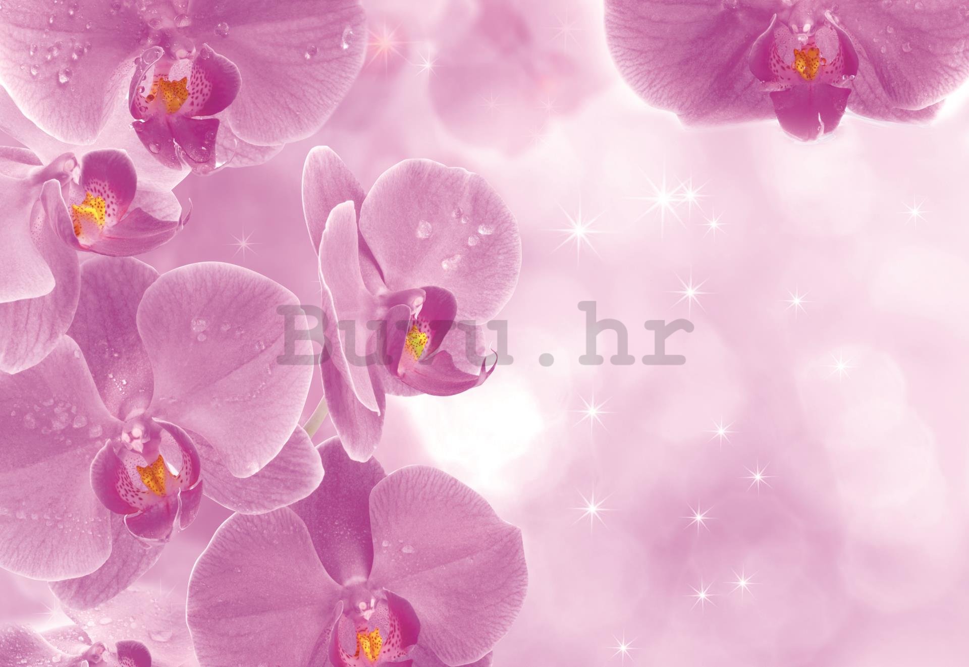 Foto tapeta: Orhideje (1) - 254x368 cm