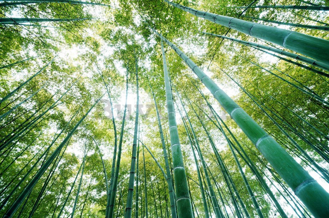 Foto tapeta: Šuma bambusa - 184x254 cm