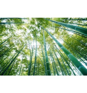 Foto tapeta: Šuma bambusa - 254x368 cm