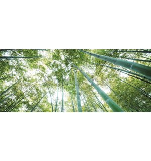 Foto tapeta: Šuma bambusa - 104x250 cm