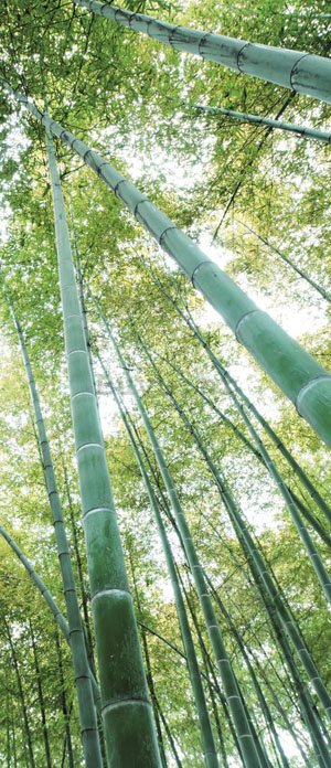 Foto tapeta: Šuma bambusa - 211x91 cm