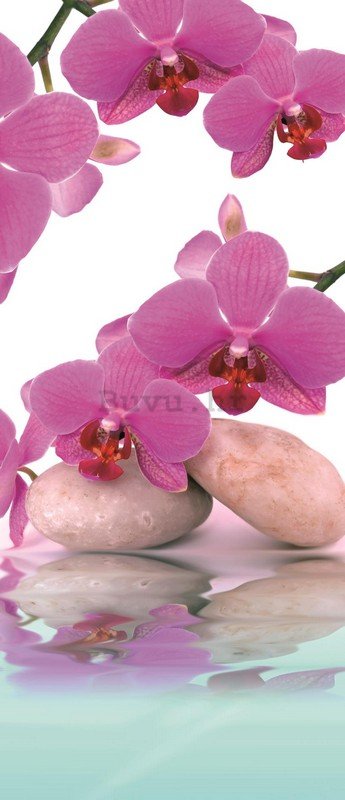 Foto tapeta: Orhideja i kamenje - 211x91 cm