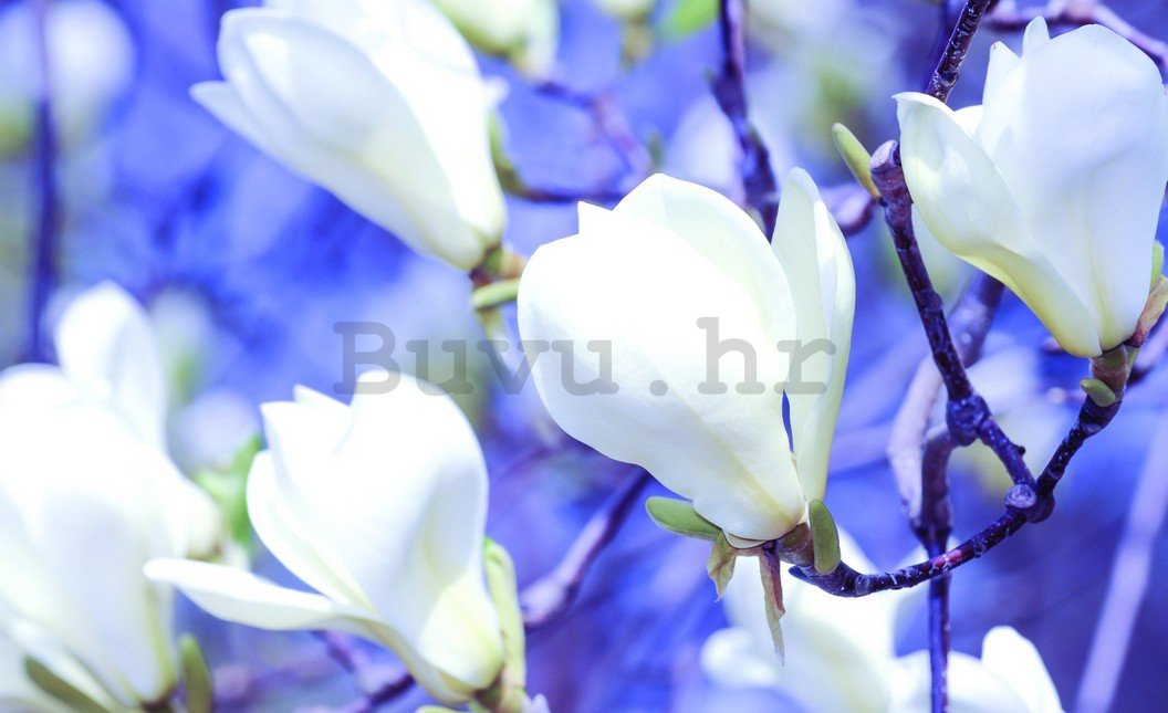 Foto tapeta: Bijela magnolija - 254x368 cm