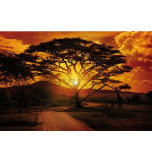 Foto tapeta: Afrički zalazak sunca - 184x254 cm