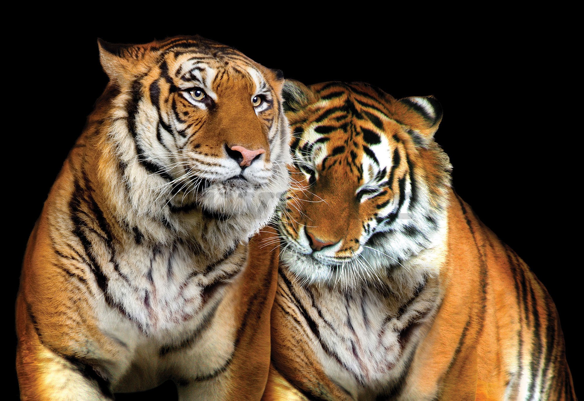 Foto tapeta: Dva tigra - 254x368 cm