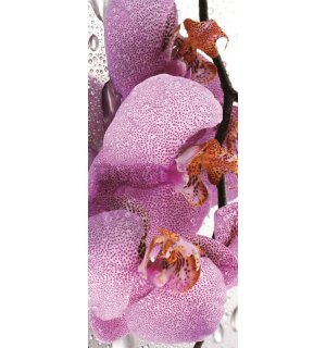 Foto tapeta: Orhideja (2) - 211x91 cm