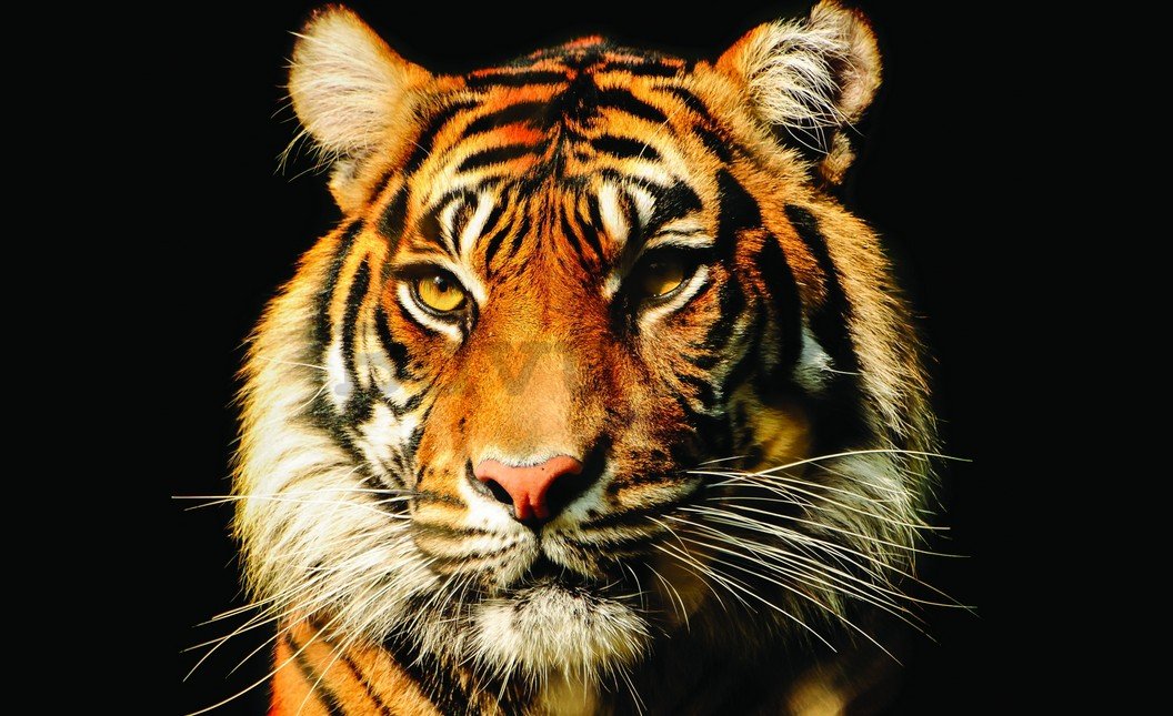 Foto tapeta: Tigar - 254x368 cm