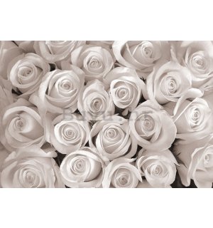 Foto tapeta: Bijela ruža - 184x254 cm