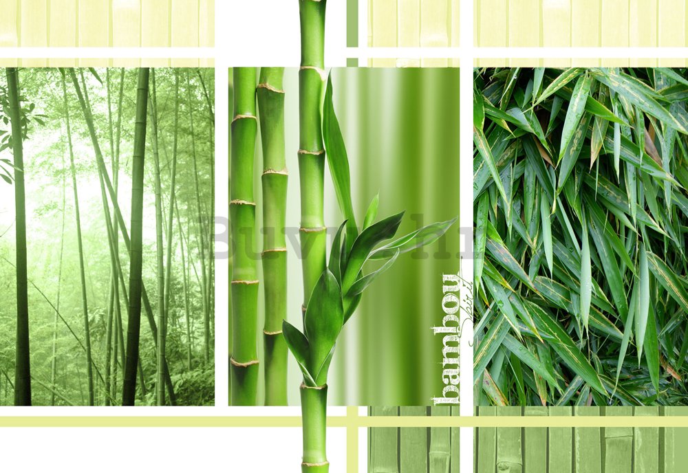 Foto tapeta: Bambus - 184x254 cm