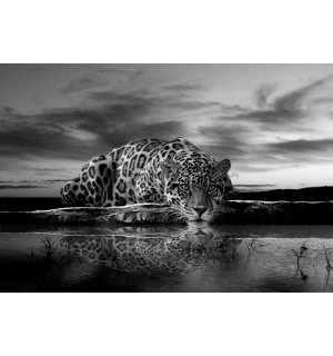 Foto tapeta: Jaguar (crno-bijeli) - 254x368 cm