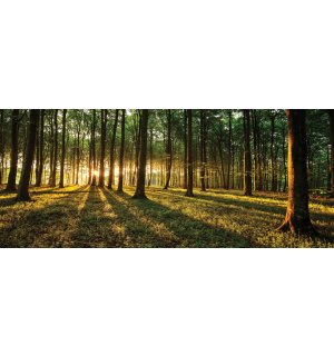 Foto tapeta: Zalazak sunca u šumi - 104x250 cm