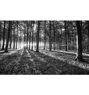 Foto tapeta: Crno-bijela šuma (1) - 254x368 cm