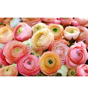 Foto tapeta: Narančaste i ružičaste ruže - 184x254 cm