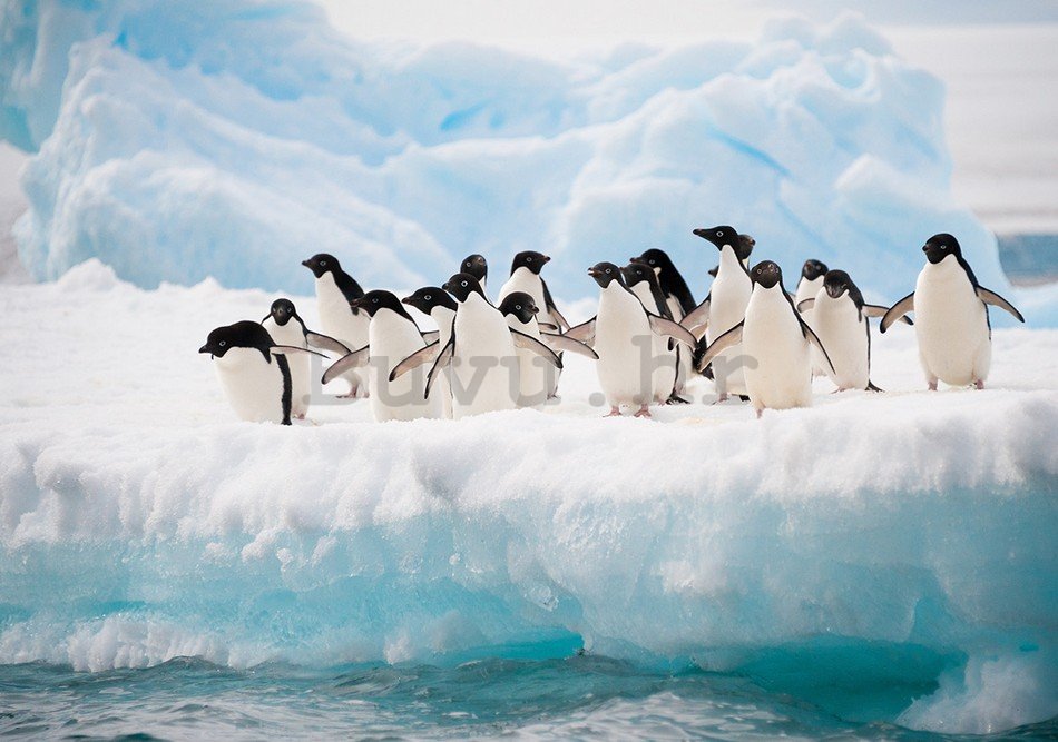Foto tapeta: Pingvini - 254x368 cm