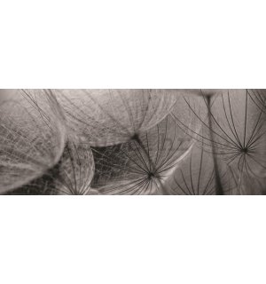 Foto tapeta: Maslačci (crno-bijeli detalj) - 104x250 cm
