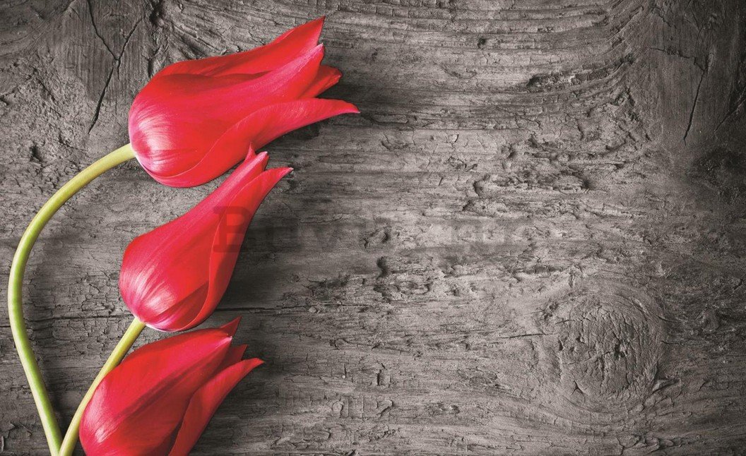 Foto tapeta: Crveni tulipani - 184x254 cm