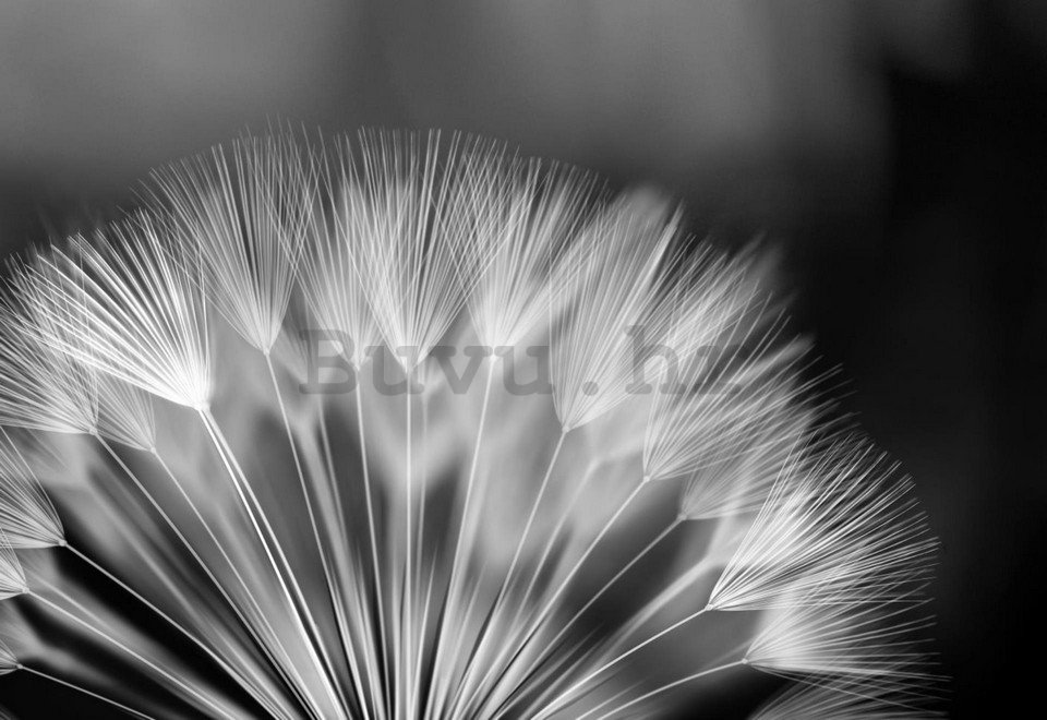 Foto tapeta: Crno-bijeli maslačak - 254x368 cm