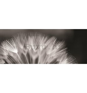 Foto tapeta: Crno-bijeli maslačak - 104x250 cm