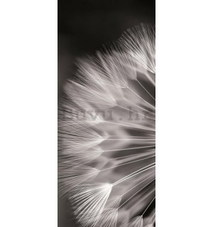 Foto tapeta: Crno-bijeli maslačak - 211x91 cm