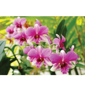 Foto tapeta: Orhideja (3) - 184x254 cm