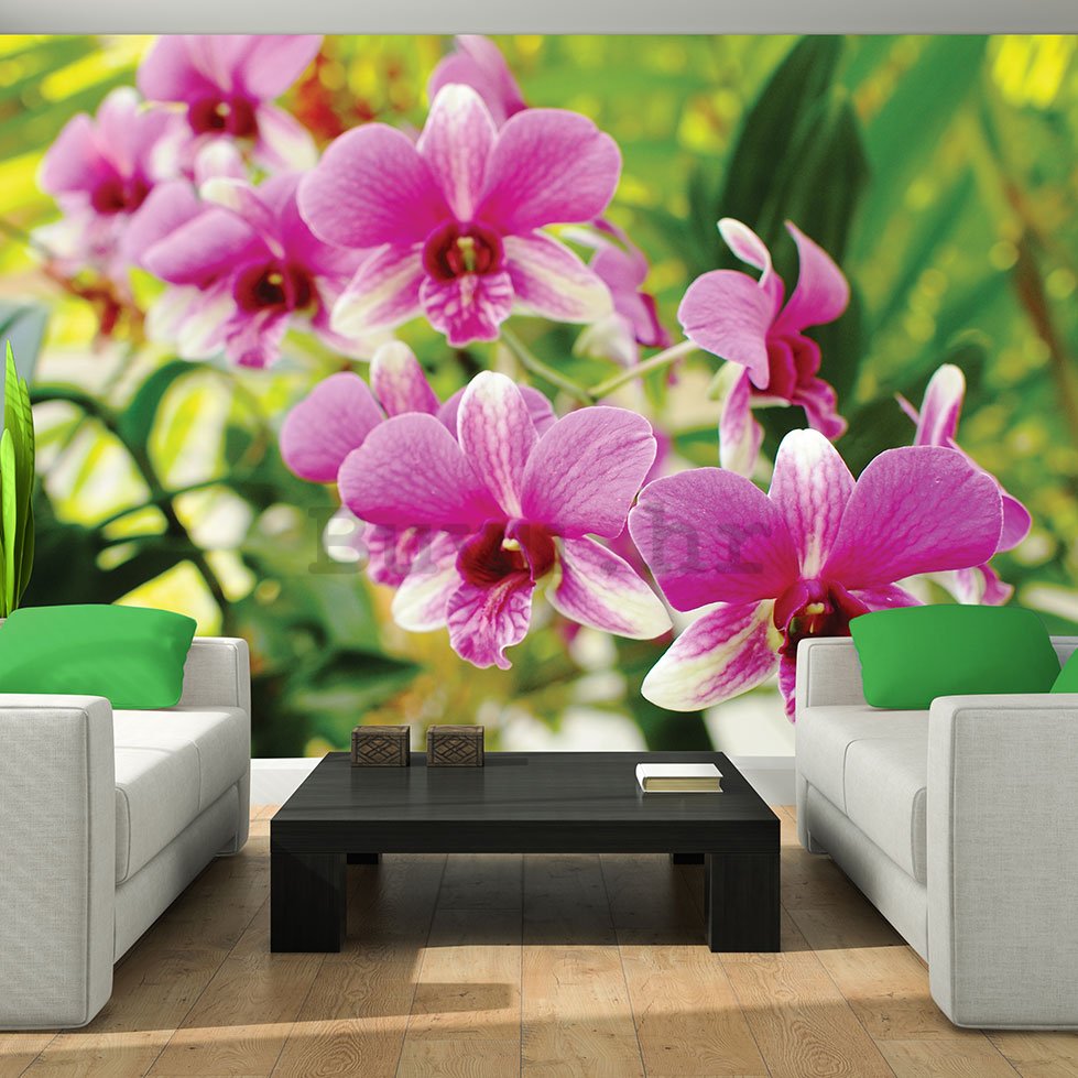 Foto tapeta: Orhideja (3) - 254x368 cm