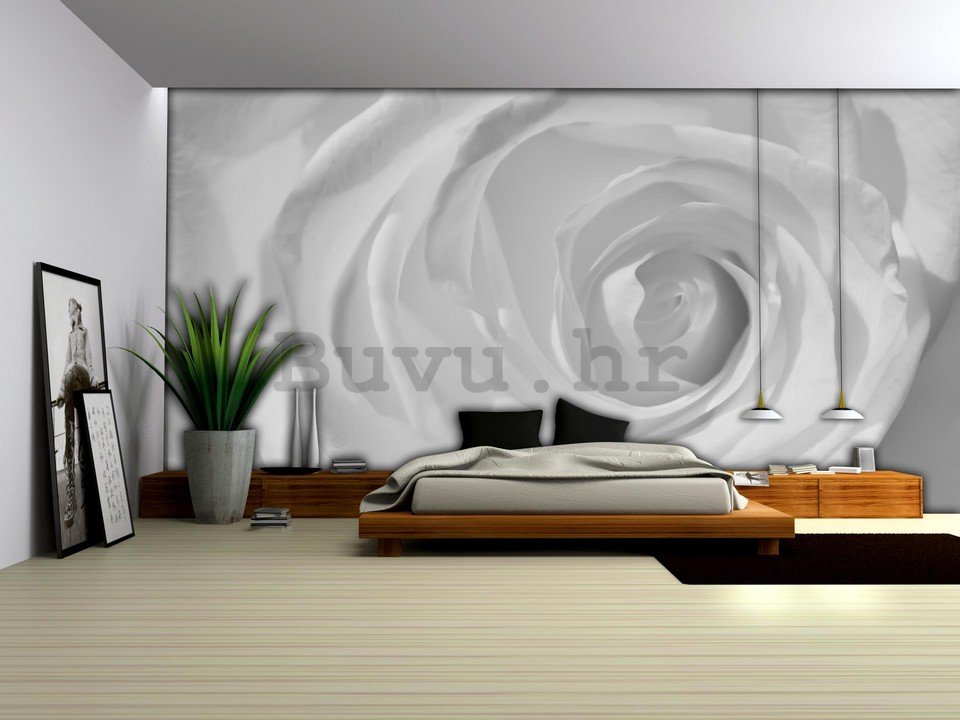 Foto tapeta: Bijela ruža (detalj) - 184x254 cm