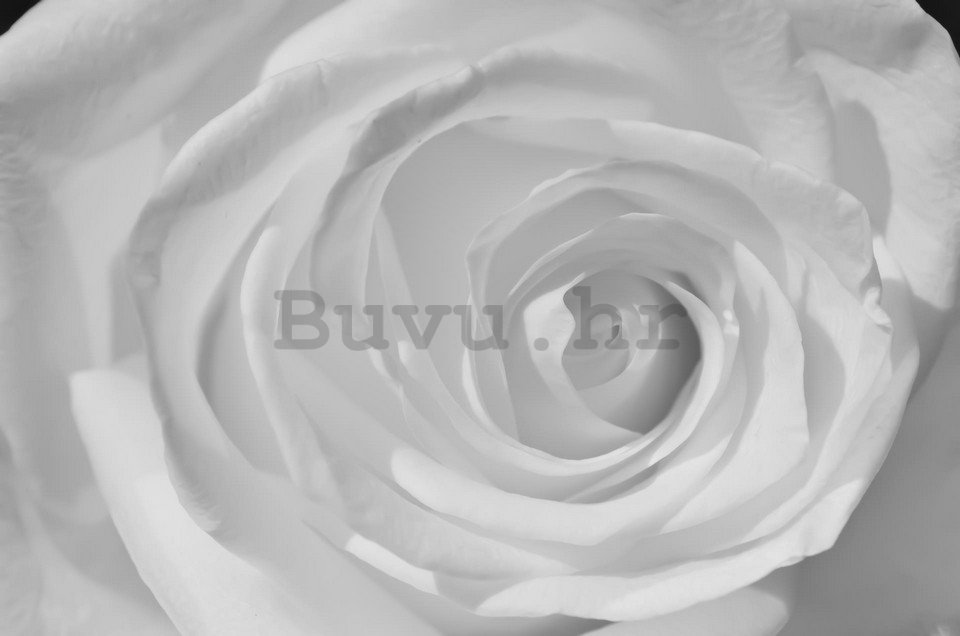 Foto tapeta: Bijela ruža (detalj) - 184x254 cm
