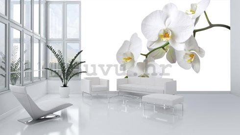 Foto tapeta: Bijela Orhideja - 184x254 cm
