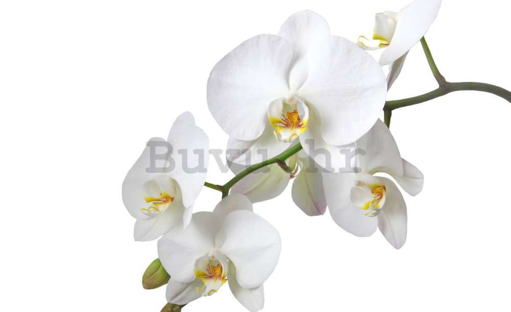 Foto tapeta: Bijela Orhideja - 254x368 cm