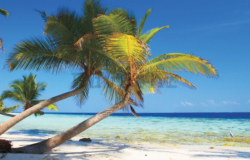 Fototapeta: Plaža sa palmom - 254x368 cm