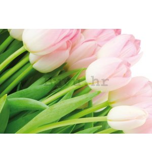 Foto tapeta: Kitica tulipana - 184x254 cm