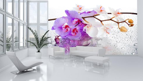 Foto tapeta: Ljubičasto-bijela orhideja - 254x368 cm