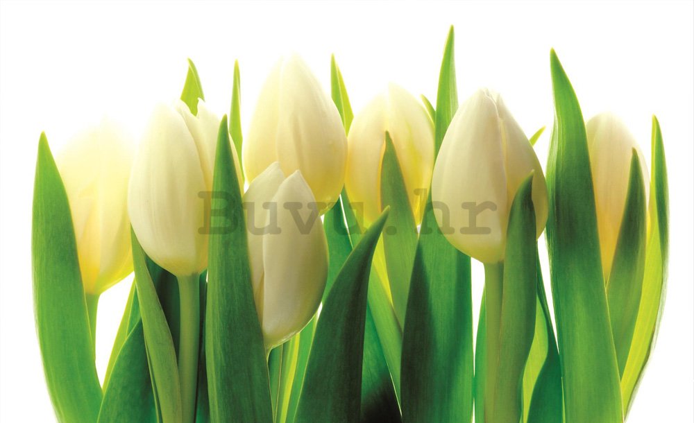 Foto tapeta: Bijeli tulipani (1) - 184x254 cm