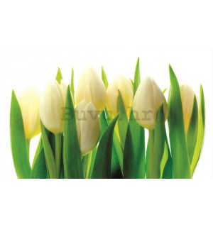 Foto tapeta: Bijeli tulipani (1) - 184x254 cm