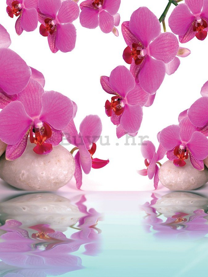 Foto tapeta: Orhideja i kamenje - 254x184 cm
