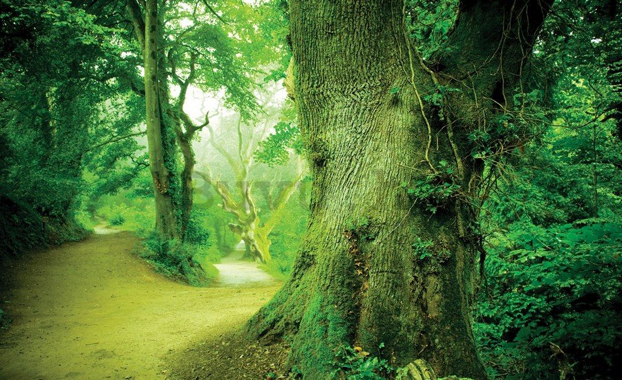 Foto tapeta Vlies: Čarobna šuma - 184x254 cm