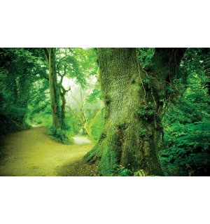 Foto tapeta: Čarobna šuma - 104x152,5 cm